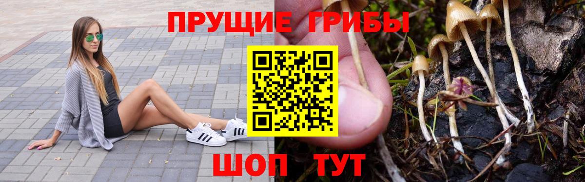 Псилоцибиновые грибы Psilocybe Вышний Волочёк